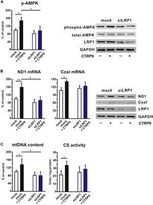 Impact of PCSK9 on CTRP9-Induced Metabolic Effects in Adult Rat Cardiomyocytes